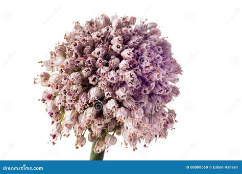 Leek Flower stock photo. Image of organic, garlic, chinese - 60088560