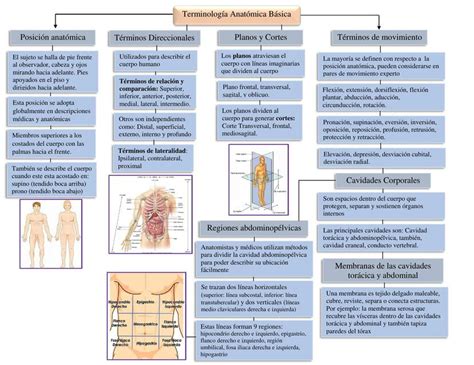 Terminolog A Anat Mica B Sica Angie Nicole Garcia Gomez Udocz