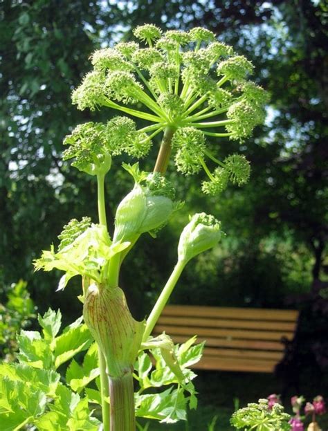 Bio Engelwurz Angelica Archangelica Apiaceae Kaufen