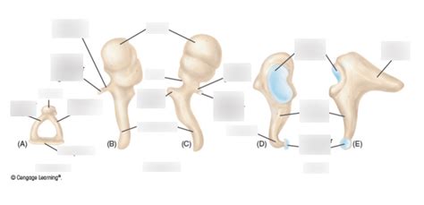 Quiz 5: Ossicles Diagram | Quizlet