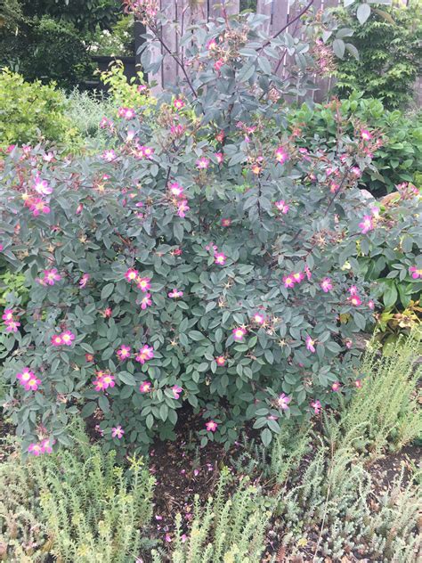 Rosa glauca (rubrifolia) - Xera Plants