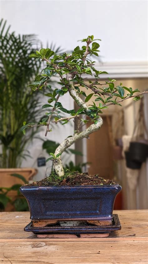 Bonsai Tree Carmona Löv Leaf