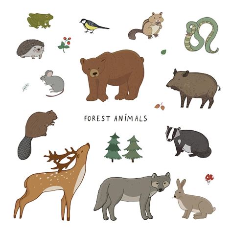 Conjunto De Ilustra Es Vetoriais De Animais Da Floresta Vetor Premium