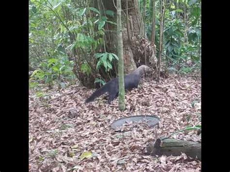 Camera Trap Snap The Tayra Of Brazil S Atlantic Forest YouTube