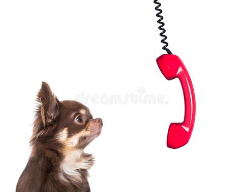 Dog Telephone Stock Image Image Of Curiosity Conversation 35891531