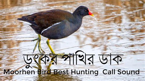 ডকর পখর ডক Moorhen Bird Best Hunting Call Sound YouTube