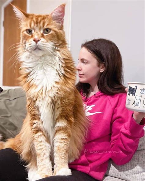 21 Red Maine Coon Cats You’ll Want To Adopt - MaineCoon.org