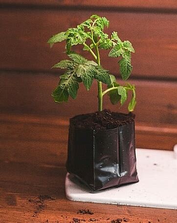 Полиэтиленовый рукав для рассады простой и экономичный способ