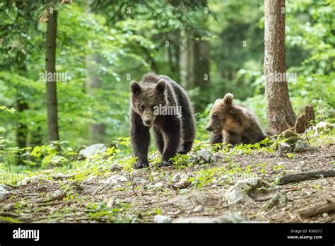 European brown bear cubs hi-res stock photography and images - Alamy