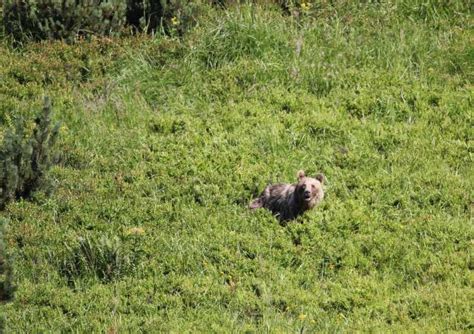 Hautes Tatras Randonn E D Observation Des Ours En Slovaquie