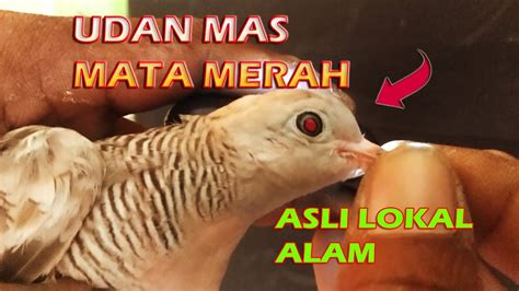 Perkutut Udan Mas Mata Merah Tembus Asli Lokal Alam Gunung Katong