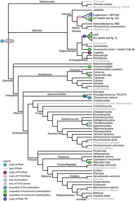 Phylogenetic Distribution And Main Events In The Evolution Of The Rheb