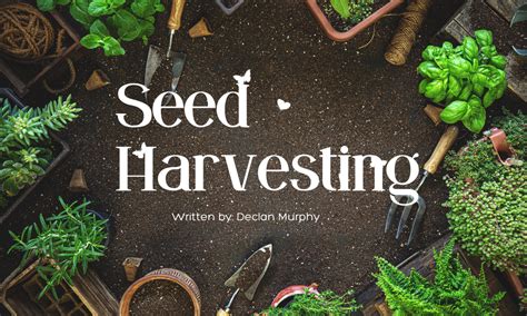 Seed Harvesting - Youth in Food Systems