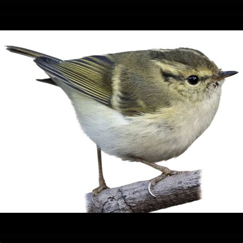 Lemon-rumped Warbler (Phylloscopus chloronotus) identification - Birda