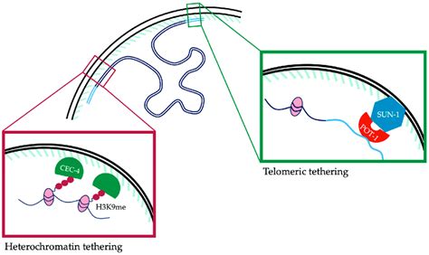 Schematic Representation Of Tethering Pathways For Heterochromatin And