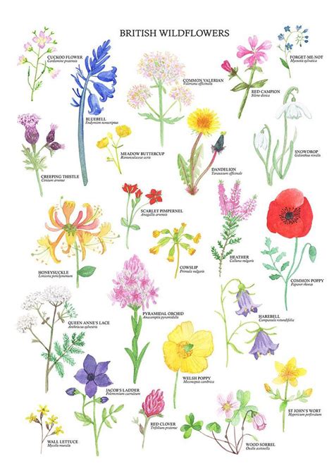 British Wildflowers Print Wildflower Art Poster - Etsy UK