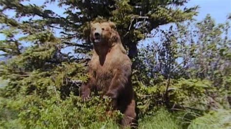 The Strange Life And Tragic Death Of Grizzly Man, Timothy Treadwell