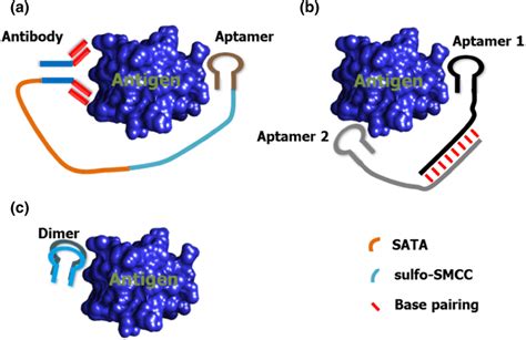 Schematic Representation Of Aptamerantibody And Aptameraptamer