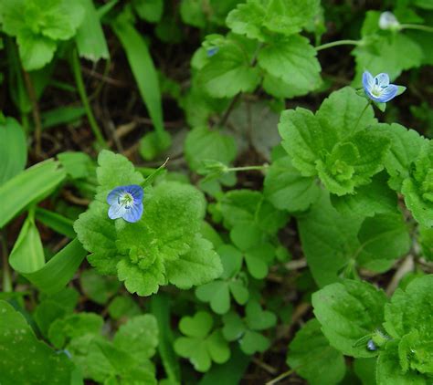 Veronica Persica Bird S Eye Speedwell Go Botany