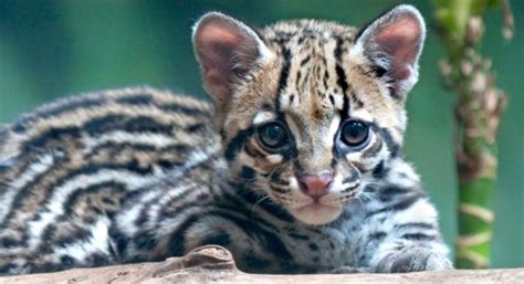 ocelot-kitten | Baby Animal Zoo