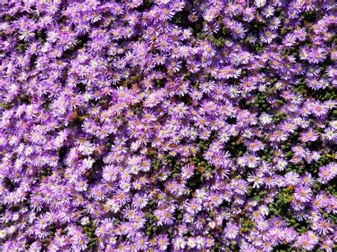 Plantas Tapizantes Resistentes Al Fr O Las M S Adecuadas Para Exterior