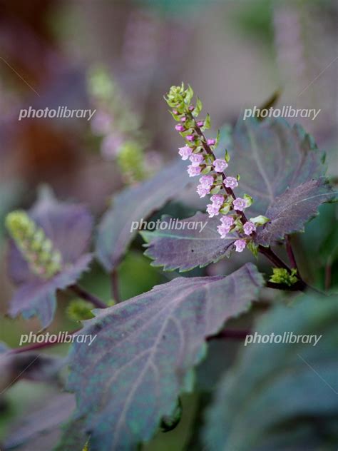 赤紫蘇の花 写真素材 5268575 フォトライブラリー Photolibrary