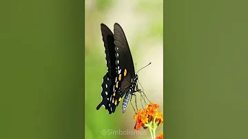 Mariposa Negra Significado Espiritual Y Simbolismo Ame Jumelle