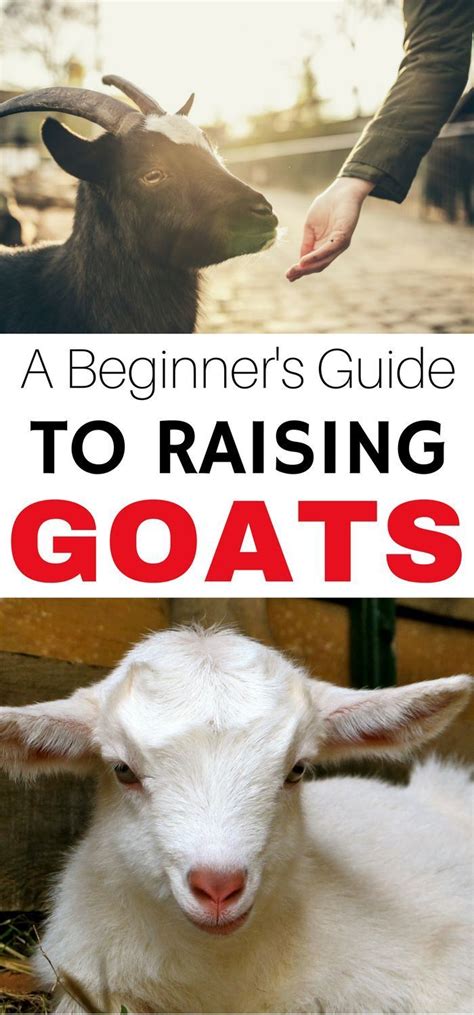 In The Market To Raise Goats A Beginner S Guide To Raising Goats Will