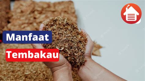 5 Manfaat Tembakau Selain Untuk Rokok