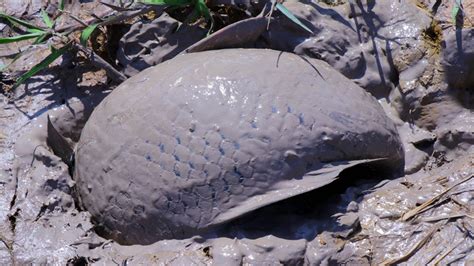 Amazing Mud Fishing On Dry Season Unbelievable Catch Giant Fishes