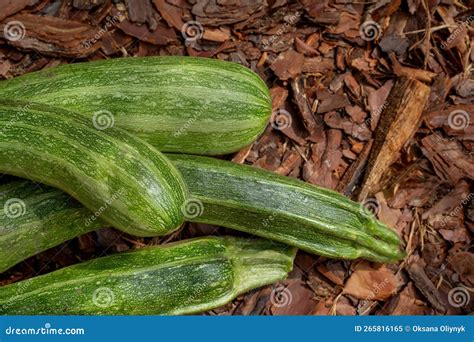 Green Large Zucchini Close Up Green Fresh Vegetables Environmentally