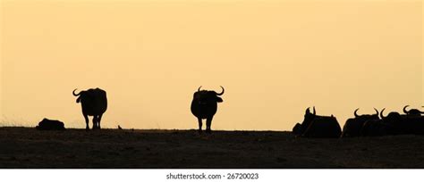 Cape buffalo silhouette Images, Stock Photos & Vectors | Shutterstock