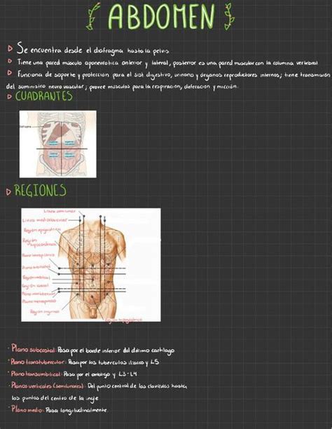 Abdomen RAM Bar Gel Bol UDocz