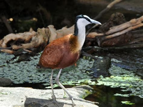 Actophilornis Africana African Jacana In Zoos