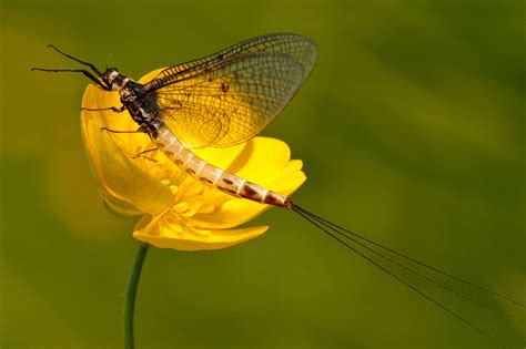 Mayfly