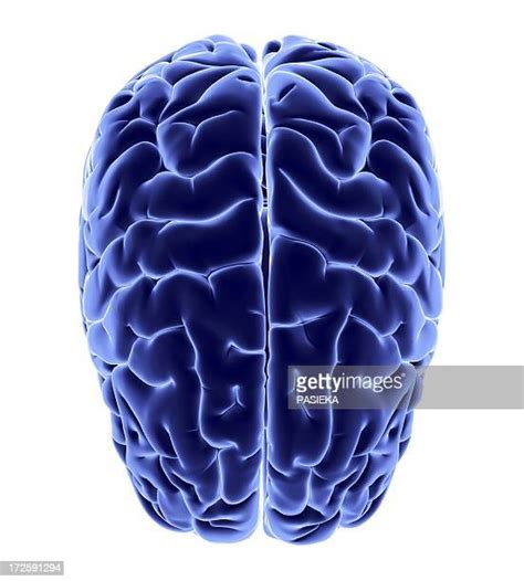 Human Brain Isolated Photos And Premium High Res Pictures Getty Images