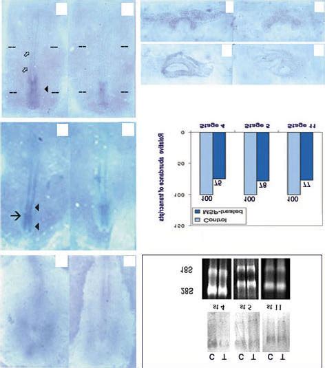 Effect Of Msp On Noggin Expression Chick Embryos Were Explanted At Hh Download Scientific