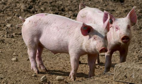 Pig Breeding P K K Full Hd Wallpapers Backgrounds Free