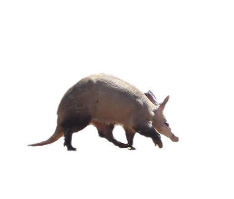 Aardvark Png Transparent Images