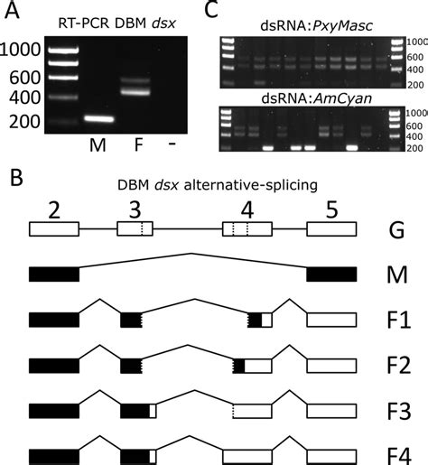 Characterizing Sex Alternative Splicing Of Doublesex Dsx In The Download Scientific Diagram