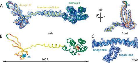 Rna Polymerase Ii Structure