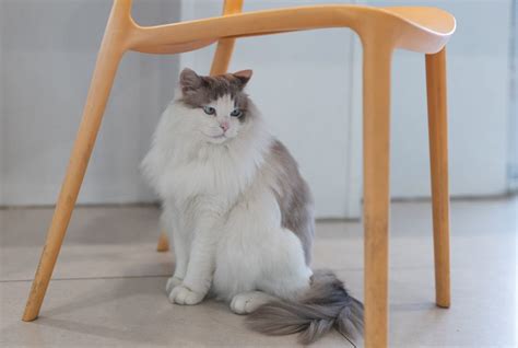How Much Does It Cost to Own a Ragdoll Cat? 2026 Price Guide - Catster
