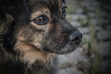 El Perro Le Tiene Miedo A Todo Lo Que Es Importante Saber Sobre Fido