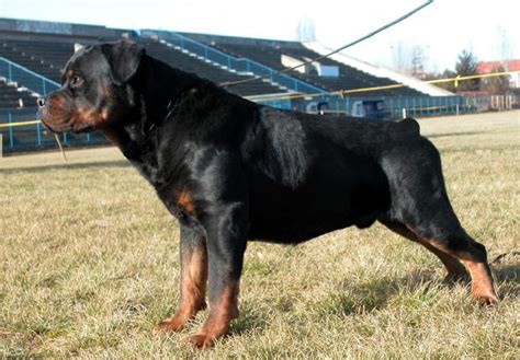 Mambo Of Nikola S Lion Von Zennith German Rottweiler Breeder