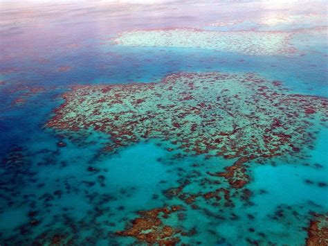 climate change  record coral bleaching   great barrier reef