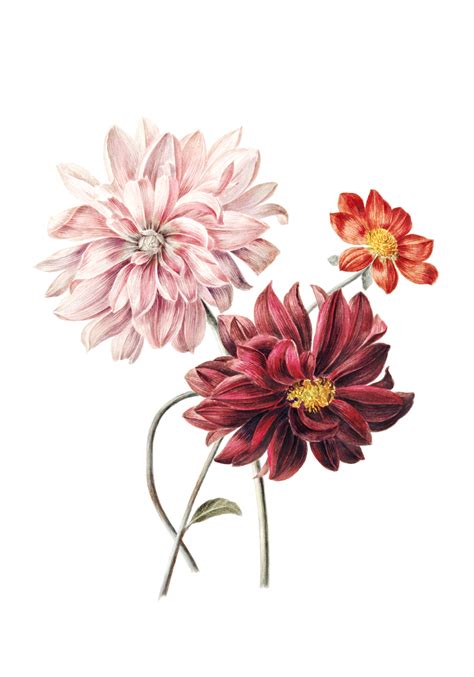 Постеры и картины ”ГЕОРГИНЫ ЦВЕТЫ ” купить в Санкт-Петербурге по цене ...