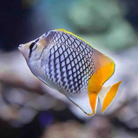 Pearlscale Butterfly (Chaetodon xanthurus) | Saltwater fish tanks ...