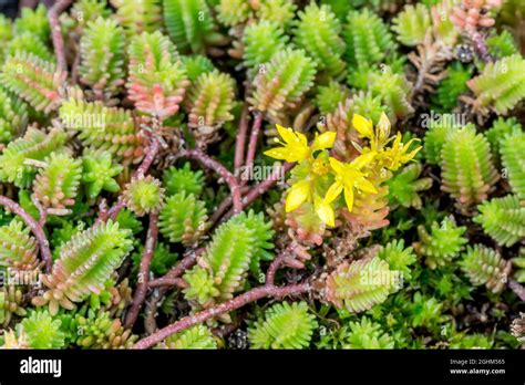 Sedum Sexangulare Hi Res Stock Photography And Images Alamy