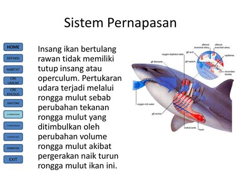 Alat Pernapasan Pada Ikan Hiu Ilmu