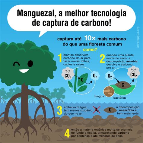 Manguezais E O Clima Arvoreagua